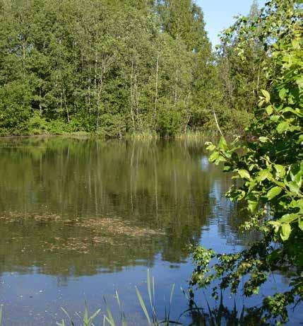 47 Arvokkaiden luontokohteiden seuranta Riihimäen arvokkaat luontokohteet kartoitettiin ensimmäisen kerran vuosina 1990 ja 1991.