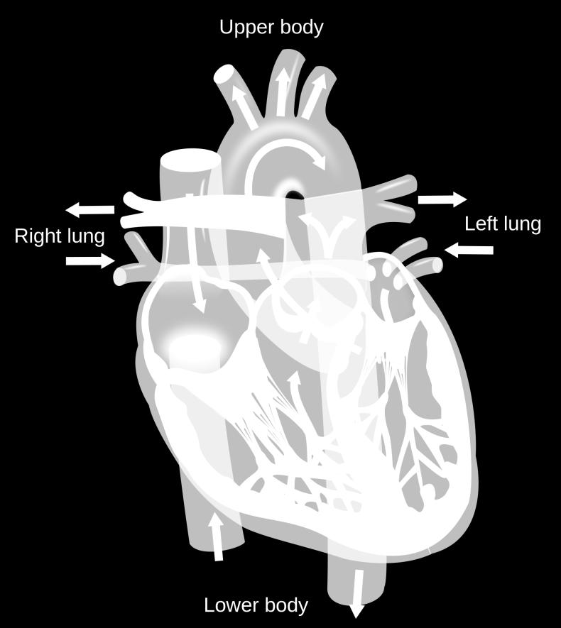 Sydämen vajaatoiminta, PATOFYSIOLOGIA Sydänlihaksen muutokselle altistavat tekijät luovat perustan sairaudelle sydäninfarktista tai iskemiasta johtuva lihasvaurio läppäviasta johtuva kuormitus Iän