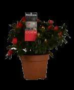 JOULUTÄHTI AMARYLLIS