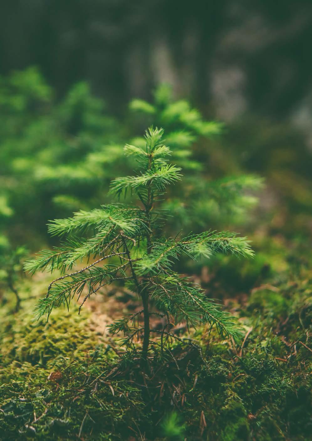 Biopohjaisiin energialähteisiin perustuva kaukolämmöntuotanto korostaa :n merkittävää roolia alueen kiertotaloudessa.