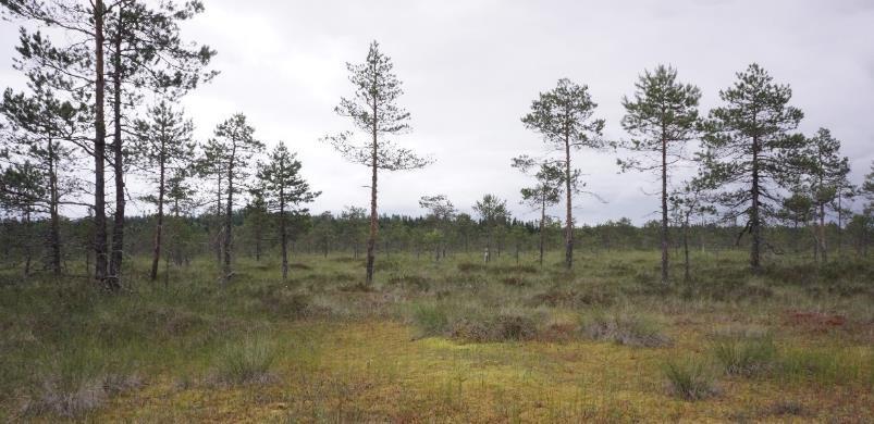 Kriteeri 11 Suoluonnon monimuotoisuutta ylläpidetään Luonnontilainen avosuo