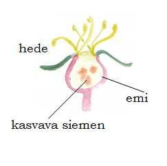 Siitepölyhiukkaset tarttuvat emeihin ja kasvavat niiden sisään yhtyen pienen pieniin munasoluihin emin sisällä. Munasolut kehittyvät ennen pitkää siemeniksi.
