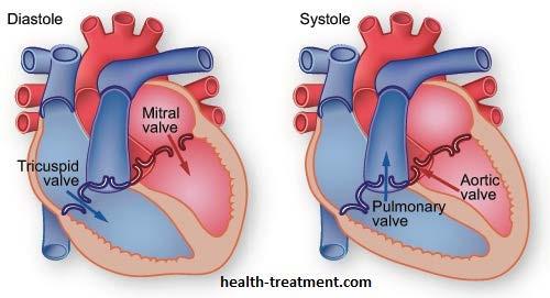 SYDÄMEN ANATOMIAA JA FYSIOLOGIAA Eteisistä (atrium) veri valuu alaspäin kammioihin (ventriculus), vain loppurutistus (¼)