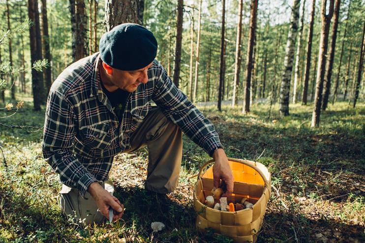 rauhassa Viihtyy paremmin metsässä tai