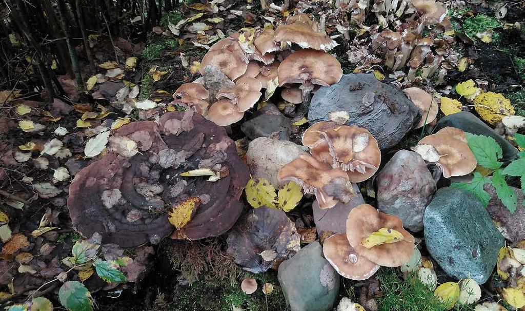 Tiesittekö vaikka sitä, että noidankehien eli itiöemistä muodostuvien renkaiden ikä voi olla satoja vuosia? Hyötyjä ja haittoja ihmisille esitellään myös seikkaperäisesti.