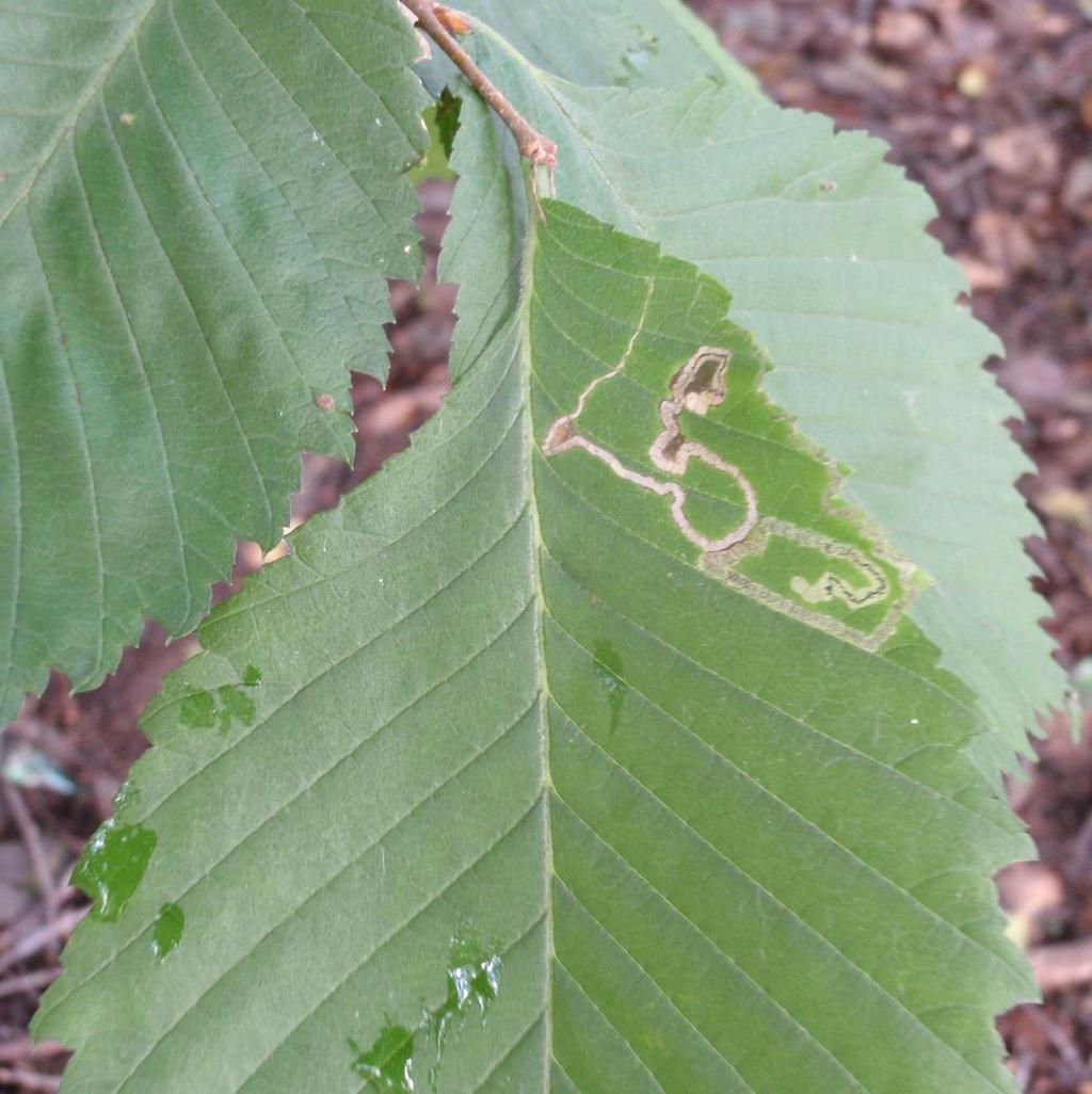 21 Kuva 2.7. Silmälläpidettäväksi luokitellun lehtokääpiökoin (Stigmella lemniscella) toukan koverteita jalavan lehdessä.