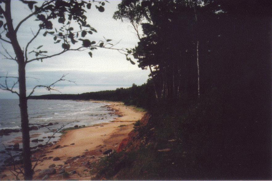 Kuva: Santeri Junttila Meri ja metsä ovat molemmat sanoja, jotka olemme saaneet balttilaisilta kansoilta. Kuvassa Itämeren rantaa Latviassa. nokea kynsien alla.