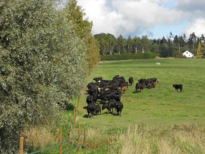 Nurmella on tehty voikukkien mekaaninen käsittely keväisin, mutta aluetta ei ole lannoitettu. Sato on korjattu kerran kasvukaudessa tuorerehuksi.