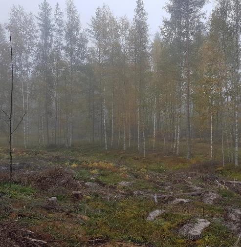 Vesiensuojelu hakkuissa ja puunkorjuussa Kivennäismaalla Kiintoaines - Maanpinnan rikkoutuminen Typen ja fosforin valumia vesistöön muutaman vuoden ajan