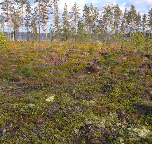 Äestys, laikutus, laikku- ja kääntömätästys Äestys Karkeilla mailla ei yleensä ongelma Vaot mahdollisimman poikki rinteen Kaivukatkoja rinteeseen Laikutus, laikkumätästys,