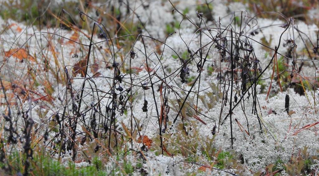 4. Päätelmät ja suositukset Luonnonsuojelualueet ja Natura 2000-alueet Suunnitellulla ottoalueella tai sen vaikutusalueella ei ole luonnonsuojelualueita tai Natura 2000- ohjelmaan kuuluvia alueita.