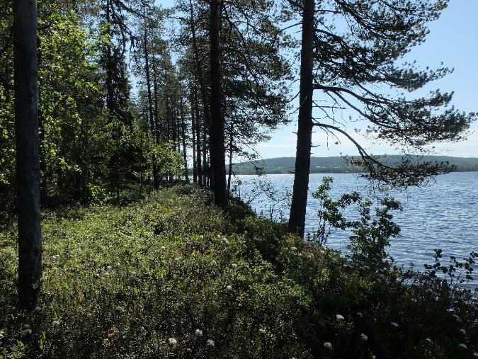 Koivua ja kuusta on jonkin verran sekapuuna. Maapuita tai pystypökkelöitä ei esiinny. Puusto on tasalatvuksista ja sitä on harvennettu. Kuvat 7ab.