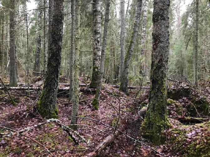 Hakavuorella ja Intianlahden muinaisuoman etäosassa on ollut pitkäaikaisesti laidunnusta, mikä näkyy edelleen alueilla niittykasvillisuuslaikkuina ja lehtipuuston vähäisyytenä.