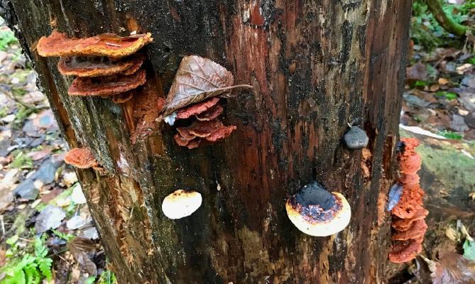 Lännen kallioseinämän reunoilla seisoo järeitä mäntyjä muun vanhan puuston seurana. Länteen mennessä maaperä muuttuu vähäravinteisemmaksi ja männyn osuus puustossa kasvaa.