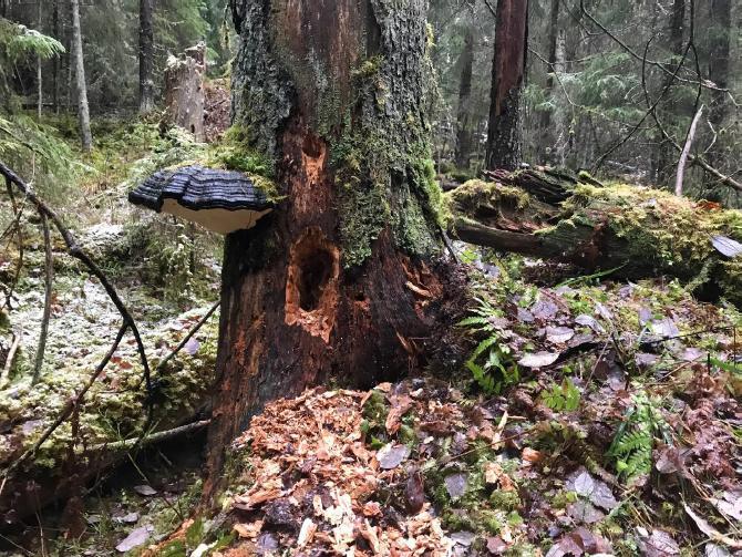 Valtaosa maapuusta on verraten nuorta, noin kymmenen vuoden sisällä syntynyttä kuusikelojen tuulenkaatoa. Asteikolla 1-5 mitattuna 80 prosenttia maapuusta on 1-2-3 asteen lahoa.
