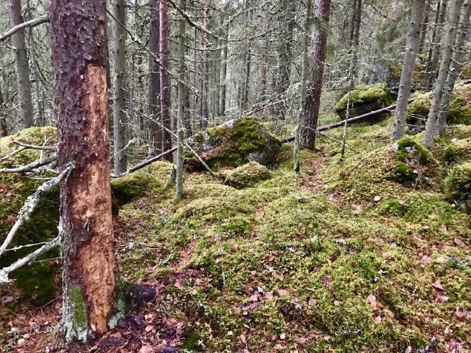 Kaupungin toimesta länsipuolelle tehtiin 2010-luvulla noin puolen hehtaarin laajuinen luonnottoman harva-asentoinen kuusen hakkuu.