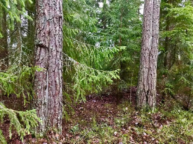 jälkiä laidunnuksesta. Paikalliset asukkaat ovat hakeneet keloja ja maapuuta kaakossa, idässä ja pohjoisessa. Tuoreista sahauskannoista päätellen puuta on haettu vuoren päältäkin. Kuva 19.