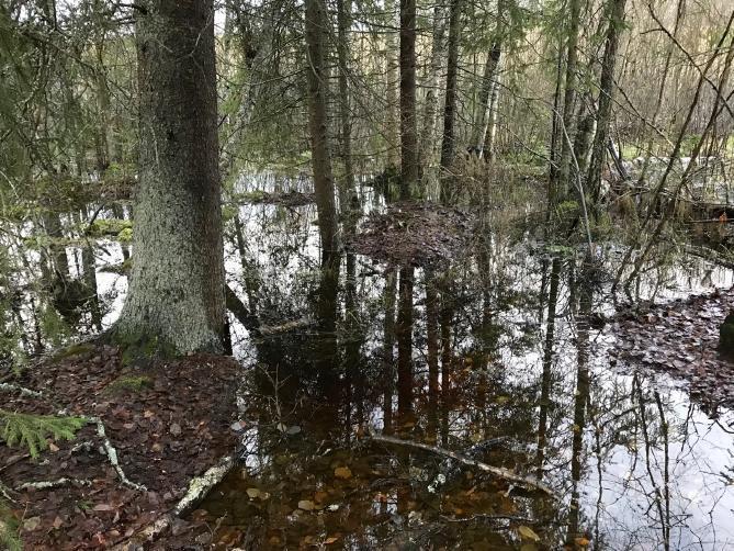 Kuva 21. Muinaisuoman ravinteinen pohja on vetistä ja upottavaa sateettominakin aikoina. Luontotyypit Muinaisuoman luontotyypit vaihtelevat kohteen eri puolilla maaperän mukaan.