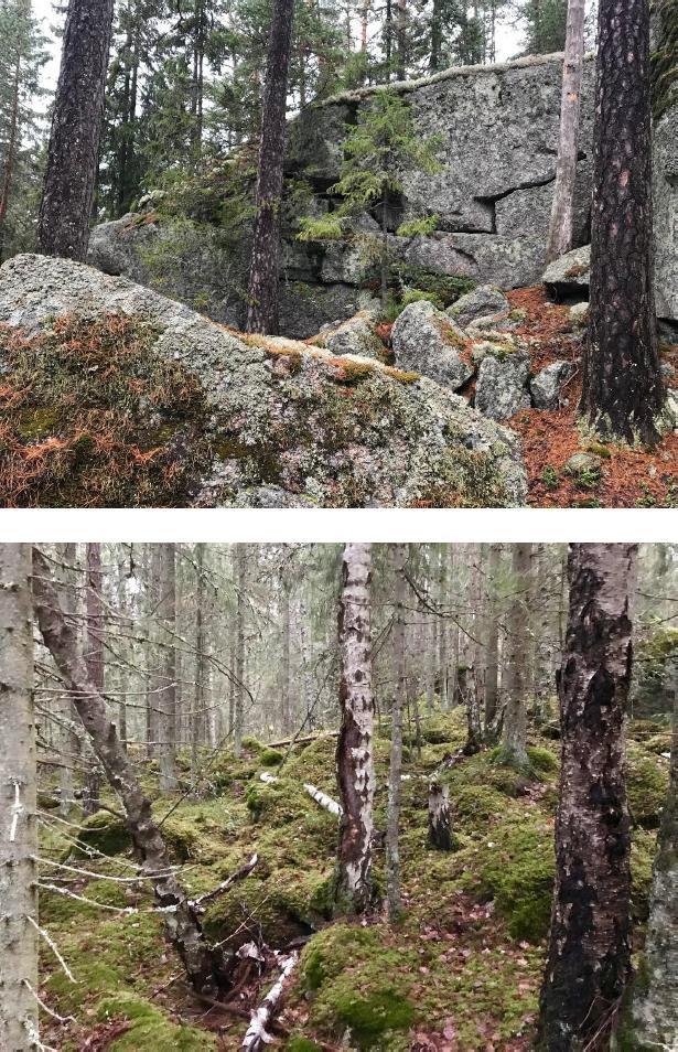 Liite 3. Kuvia Siuron metsistä Kuva 11.