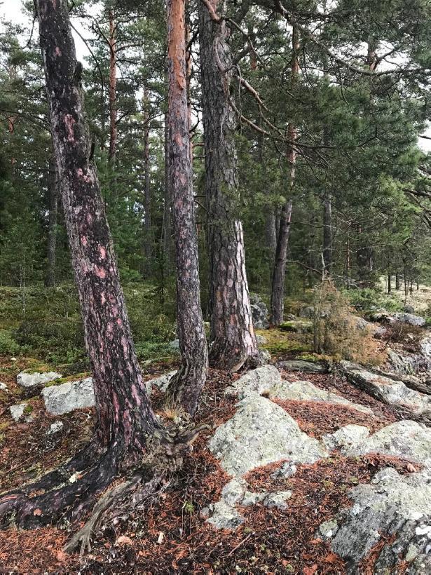 Liite 3. Kuvia Siuron metsistä Kuva 21.