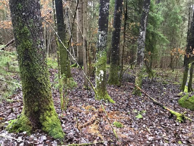 3. Selvitysalueen kuvaus 3.1 Selvitysalueen yleiskuvaus ja pinta-ala Selvitysalue sijaitsee Nokian Siuron ja Penttilän kylissä ja sen pinta-ala on 141,8 hehtaaria.