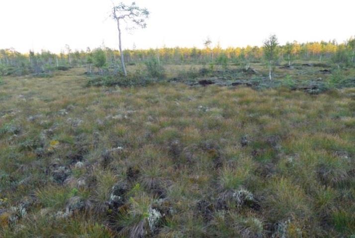 Kangasmetsää ympäröivät ojitetut suoalueet ovat kuivahtanutta oligotrofista kalvakkanevaa, rämemuuttumaa ja turvekangasta. Suoalueen lajistoon lukeutuvat mm.