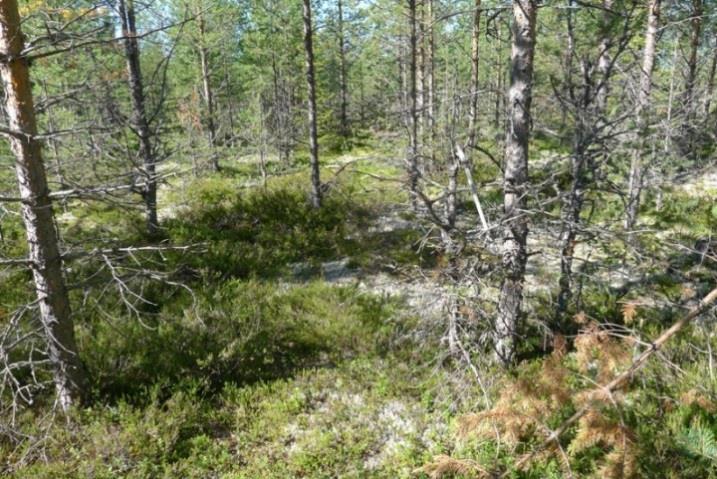 Tuulivoimalalle johtava huoltotieyhteys sijoittuu ojitetuille puustoisille soille, rämemuuttumille ja turvekankaille.