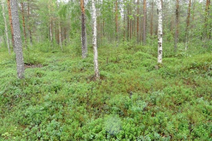 Tuulivoimaloiden alue 11 Alue sijoittuu mäntyvaltaiselle taimikolle, jossa esiintyy puolukka, kanerva, metsälauha, juolukka, seinäsammal, valkoporonjäkälä ja harmaaporonjäkälä.