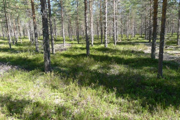 Tuulivoimalalle johtava tieyhteys sijoittuu samalle metsätyypille kuin tuulivoimaloiden alue 17.