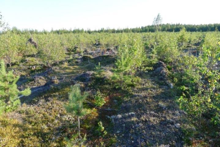 Kivennäismaa-aluetta ympäröi turvekangas. Alueella havaittuihin kasvilajeihin lukeutuvat mm.