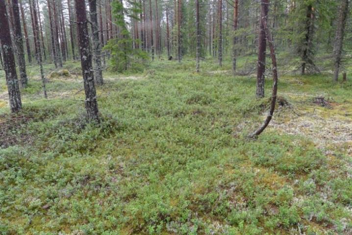 Muuta kasvilajistoa edustavat kataja, mustikka, puolukka, seinäsammal, riidenlieko, kultapiisku, metsälauha, seinäsammal, kerrossammal ja sulkasammal. Alue rajoittuu Pajakansuon avosuo-osaan.