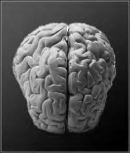 Aivojen muovautuvuus eli neuroplastisuus YMMÄRRYS AIVOJEN SYNNYNNÄISESTÄ MUOVAUTU- MISKYVYSTÄ ON NEUROTIETEIDEN MERKITTÄVIN LÄPIMURTO 400 VUOTEEN.