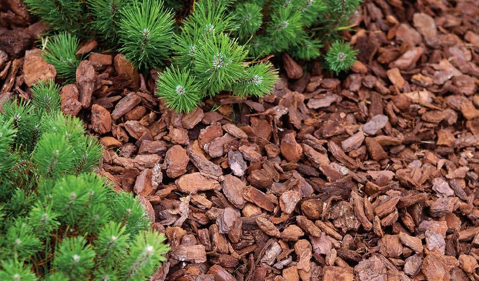 Pinja koristekate sisältää syvän punaruskeita, pyöreämuotoisia kuorenpaloja, joiden palakoko on 20 40 mm.