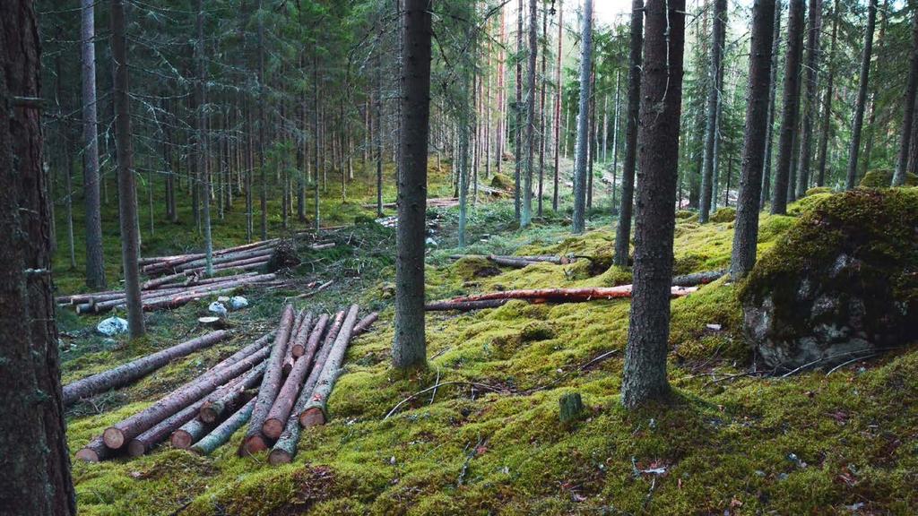 KEHITTÄMISTAVOITE VUOTEEN 2025 Puuhuolto on kestävää, tuottaa lisäarvoa puun