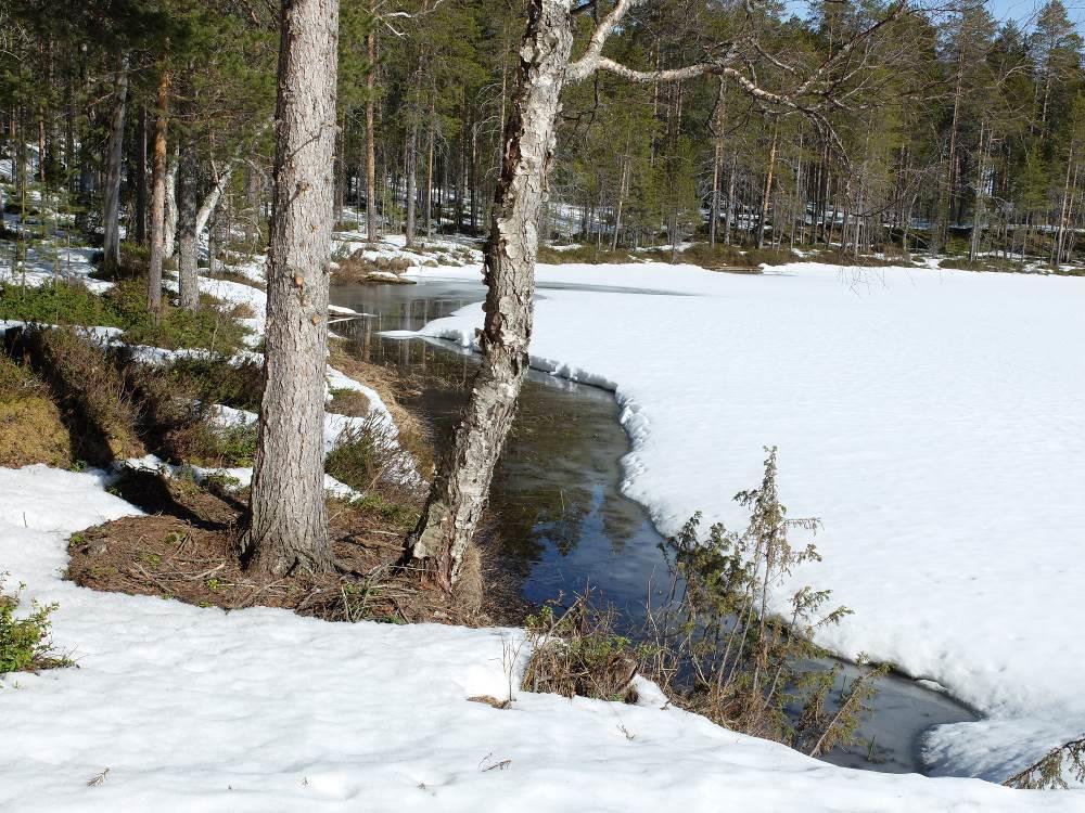 Kuva 8 Purnujärven rantaa huhtikuussa 2016 Korkeuserot vaihtelevat kaava-alueella Hakojärven n. 248 m tasosta n.