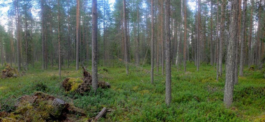 3.1 Selvitys suunnittelualueen oloista 3.1.1 Alueen yleiskuvaus Alue on hyvin matkailu- ja