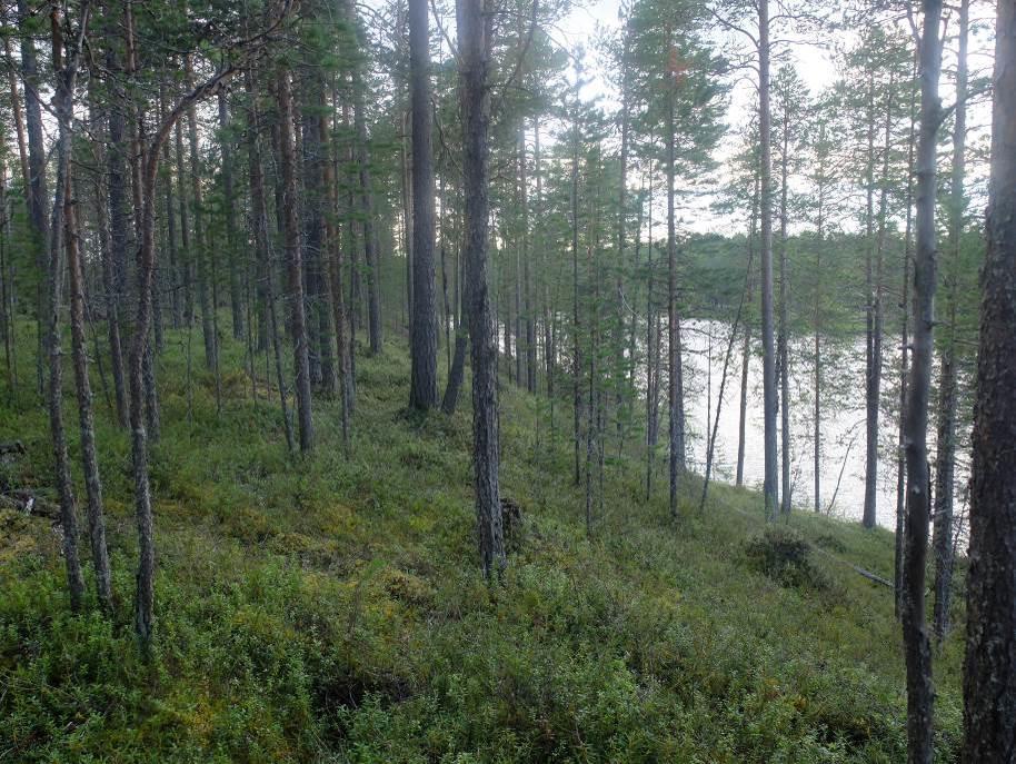 Puusto on täysikasvuista lähes koko alueella. Taimikoita ei alueella ole. Alue on pinnanmuodostukseltaan varsin tasaista rantatöyrästä lukuun ottamatta.