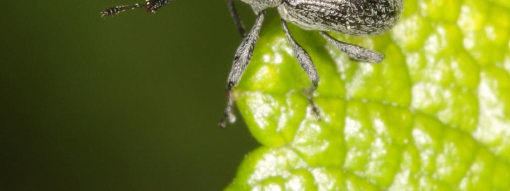 Strawberryblossomweevil, CC BY-SA 2.