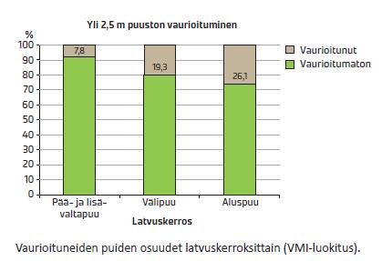 Puuston vaurioituminen Timonrannan kokeessa