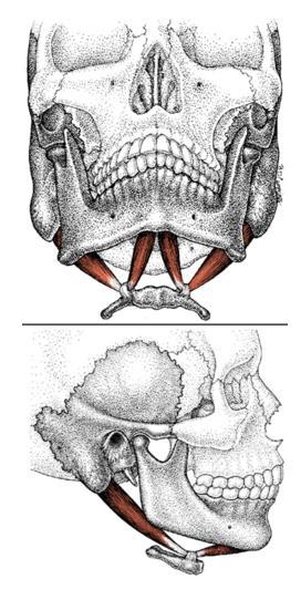 anteriorisen osan