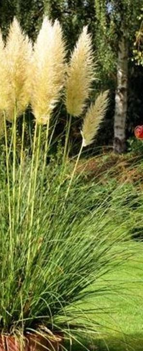 Cortaderia selloana. Korkeus 200 cm. itää 20-30 vuorokaudessa 20-22 asteessa, valossa.