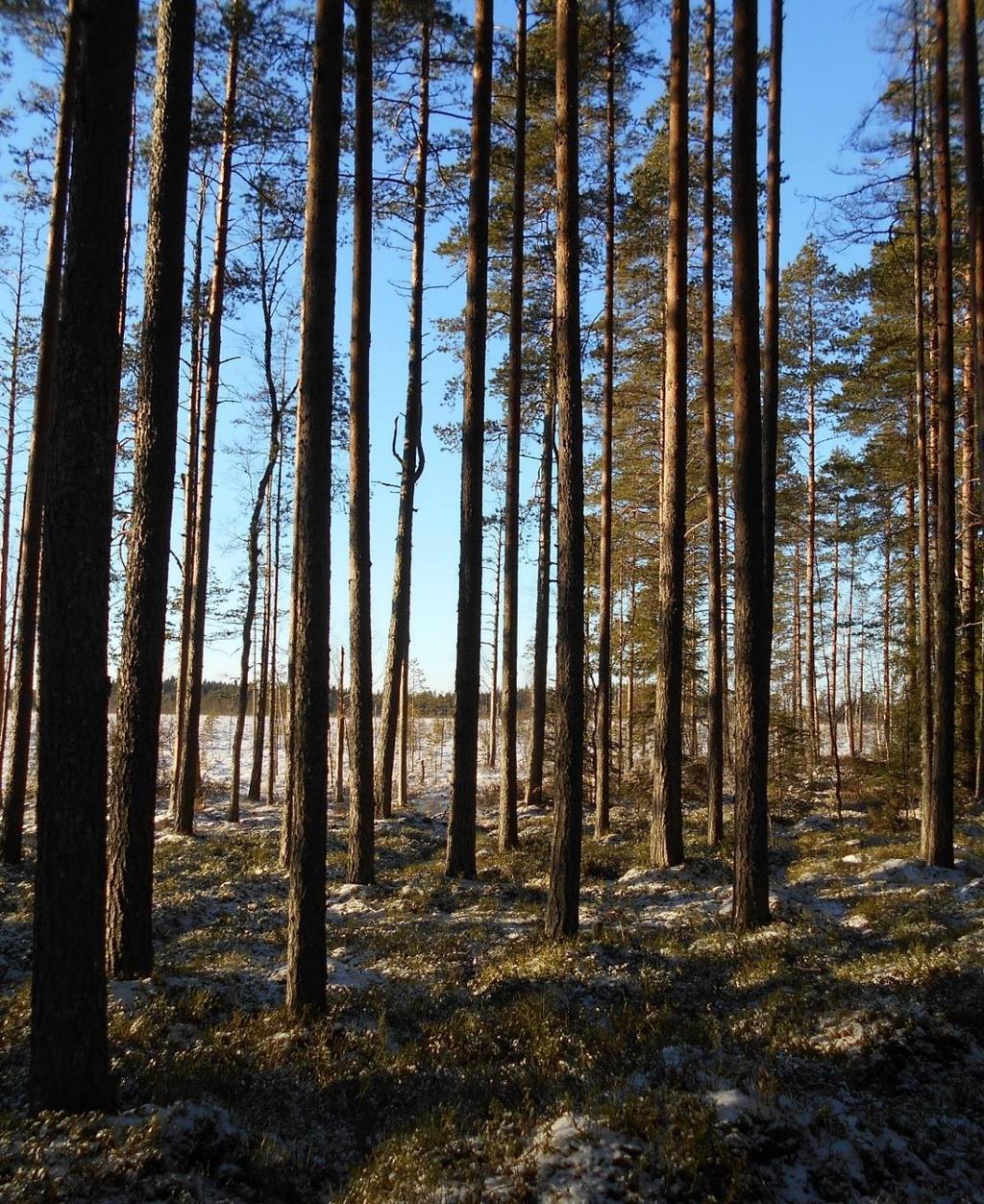 BIOINDIKAATTORITUTKIMUS