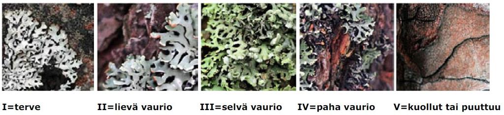 13 Kuva 3-3. Sormipaisukarpeen vaurioluokitus. Taulukko 3-6. Yleinen vaurioluokitus (SFS 5670).