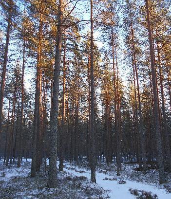 15 esikäsittelyyn asti. Näytteistä erotettiin laboratoriossa toiseksi viimeiset vuosikerrat (vuoden 2015 vuosikerta), jotka kuivattiin vakiopainoon (40 C).