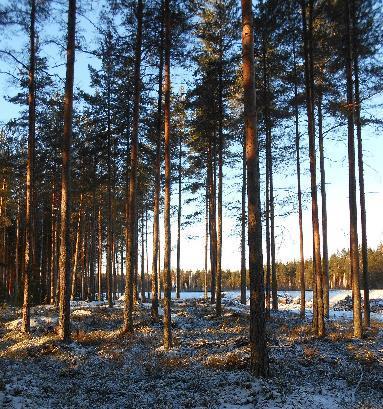 Alkuainepitoisuudet määritettiin ICP-MStekniikalla perustuen SFS-EN ISO 17294-2 standardiin ja ICP-OES-tekniikalla perustuen SFS-EN ISO 11885 standardiin.