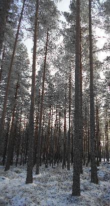 Näytteistä määritettiin typen (N), fosforin (P), kaliumin (K), kalsiumin (Ca), magnesiumin (Mg), rikin (S), boorin (B), mangaanin (Mn), raudan (Fe), kuparin (Cu), sinkin (Zn), kromin (Cr), nikkelin