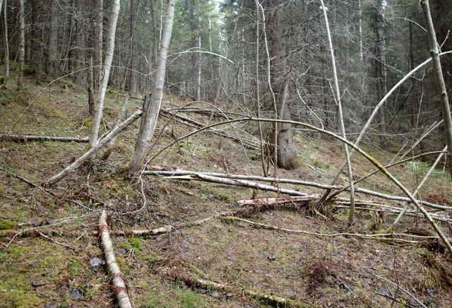 FCG SUUNNITTELU JA TEKNIIKKA