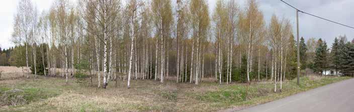 19 Myllypelto on hiljalleen metsittymässä ja avoin