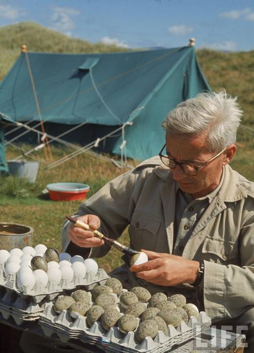 Osaan pesistä hän laittoi tavallisia rikkoutuneita munankuoria, osaan hän sijoitti kuoria joiden sisäpinta oli maalattu ulkopinnan väriseksi). 5.