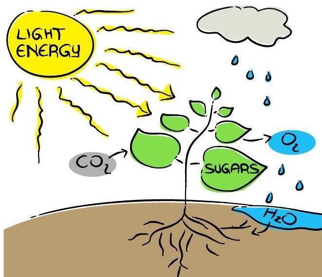 BIOS 3 jakso 3 Säteily on aaltoja ja hiukkasia Auringosta tuleva valo- ja lämpösäteily ylläpitää elämää maapallolla Ravintoketjujen tuottajat sitovat auringon valoenergiaa